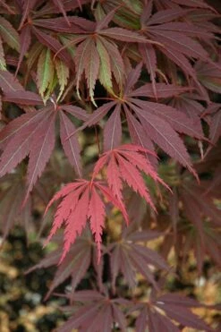 Burgundy Lace Japanese Maple - 5 Gallon Pot