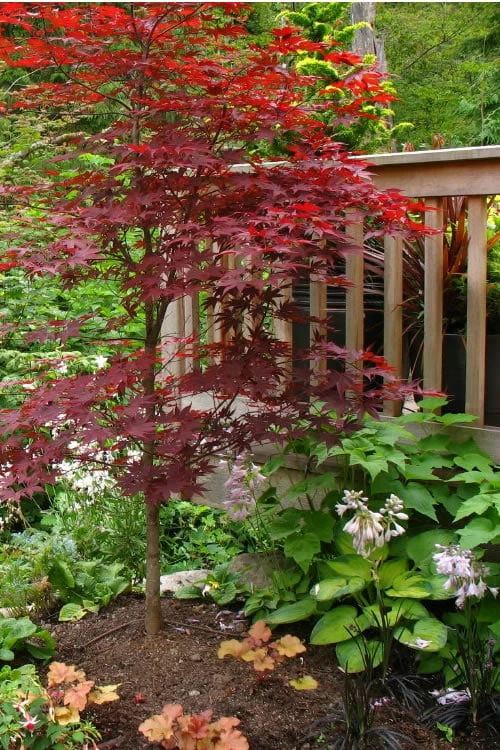 Fireglow Red Leaf Japanese Maple - 2 Gallon Pot - Image 4