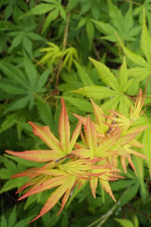 Glowing Embers Japanese Maple - 7 Gallon Pot (5-6') - Image 5