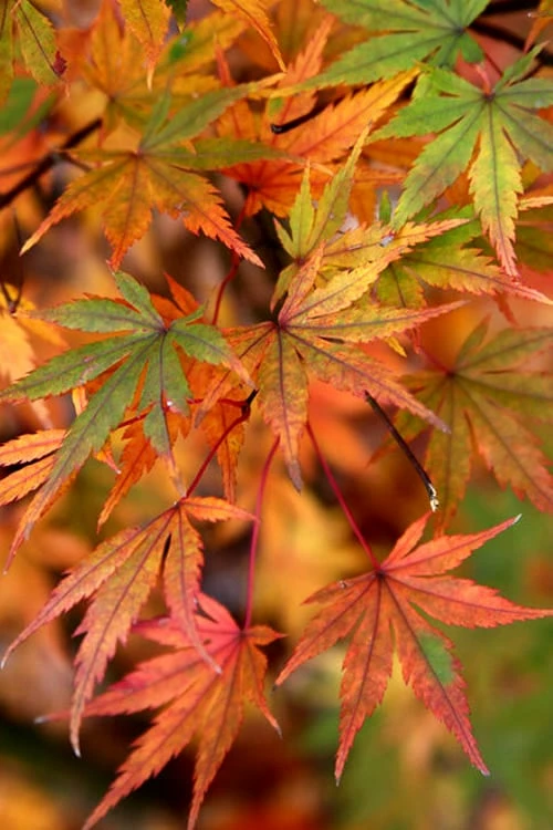 Glowing Embers Japanese Maple - 7 Gallon Pot (5-6') - Image 7