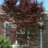 Red 'N Summer Japanese Maple - Acer Palmatum 'Hefner's Red' - 1 Gallon Pot