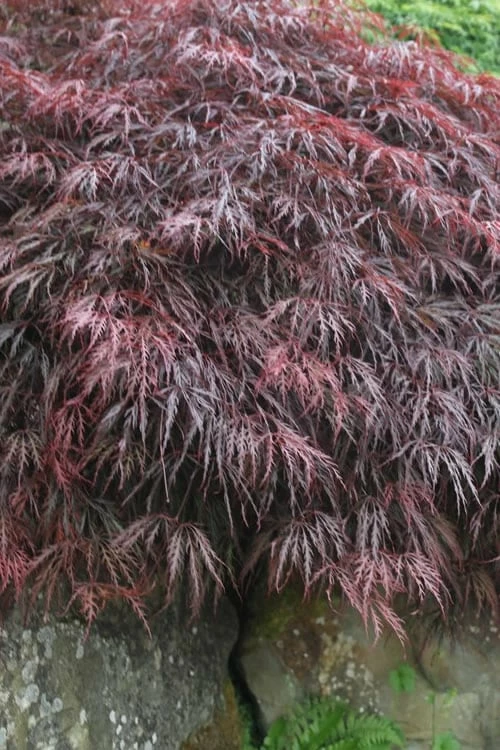 Inaba Shidare Red Japanese Maple - 5 Gallon Pot (2-3') - Image 4