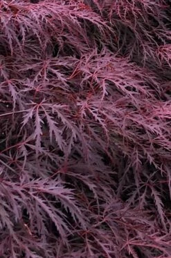 Inaba Shidare Red Japanese Maple - 1 Gallon Pot