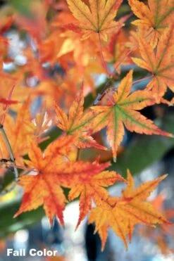 Japanese Sunrise Japanese Maple - 3 Gallon Pot