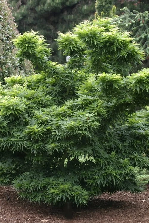 Mikawa Yatsubusa Japanese Maple - 3 Gallon Pot - Image 6