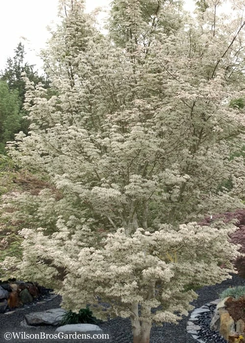 Ukigumo Floating Cloud Ghost Japanese Maple - 5 Gallon Pot - Image 5