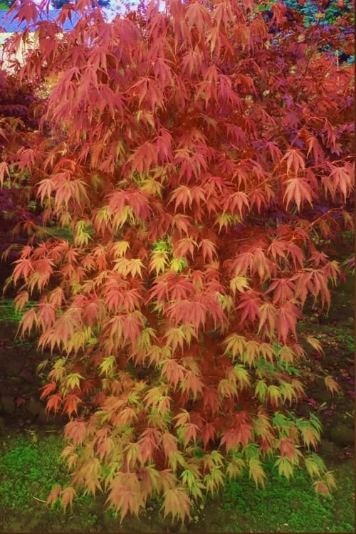 Orange Flame Japanese Maple - 3 Gallon Pot