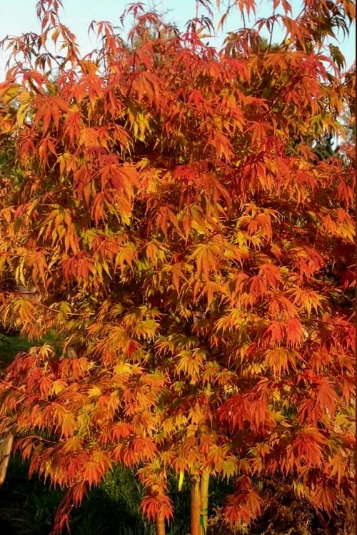 Orange Flame Japanese Maple - 3 Gallon Pot - Image 4