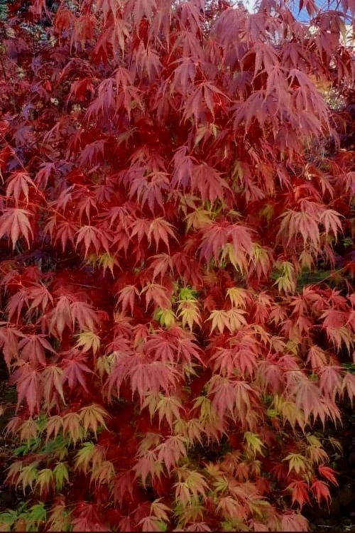 Orange Flame Japanese Maple - 3 Gallon Pot - Image 5