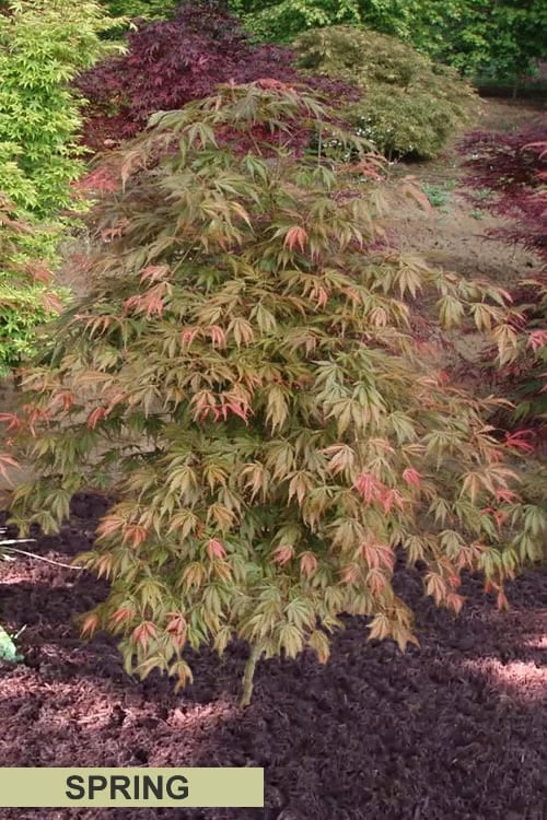 Orange Flame Japanese Maple - 3 Gallon Pot - Image 6