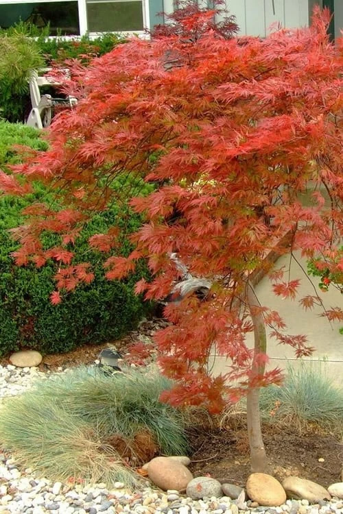 'Orangeola' Weeping Japanese Maple - Spiral Trunk - 3 Gallon Pot - Image 5