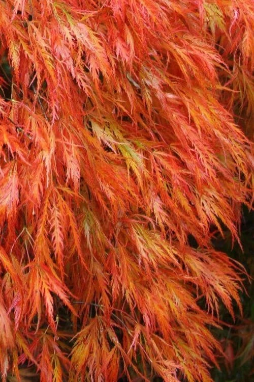 Orangeola Weeping Japanese Maple - 3 Gallon Pot (1.5-2')