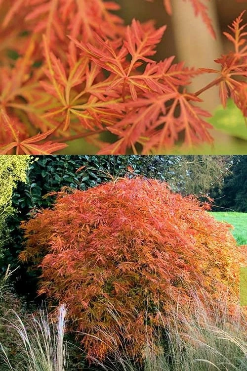 'Orangeola' Weeping Japanese Maple - Spiral Trunk - 3 Gallon Pot - Image 7
