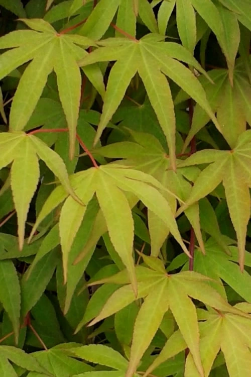Osakazuki Japanese Maple - 5 Gallon Pot - Image 6