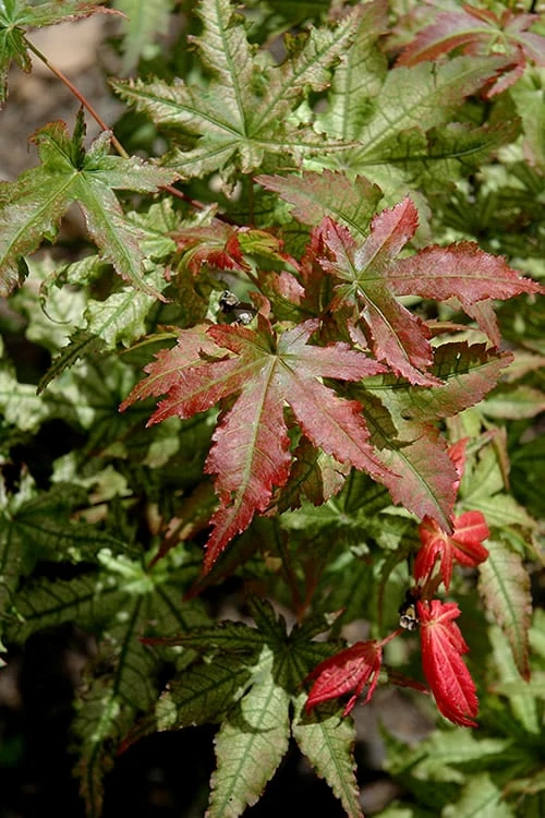 Peaches And Cream Japanese Maple - 1 Gallon Pot - Image 6