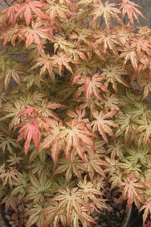 Peaches And Cream Japanese Maple - 3 Gallon Pot - Image 5