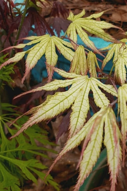 Peaches And Cream Japanese Maple - 2 Gallon Pot - Image 8
