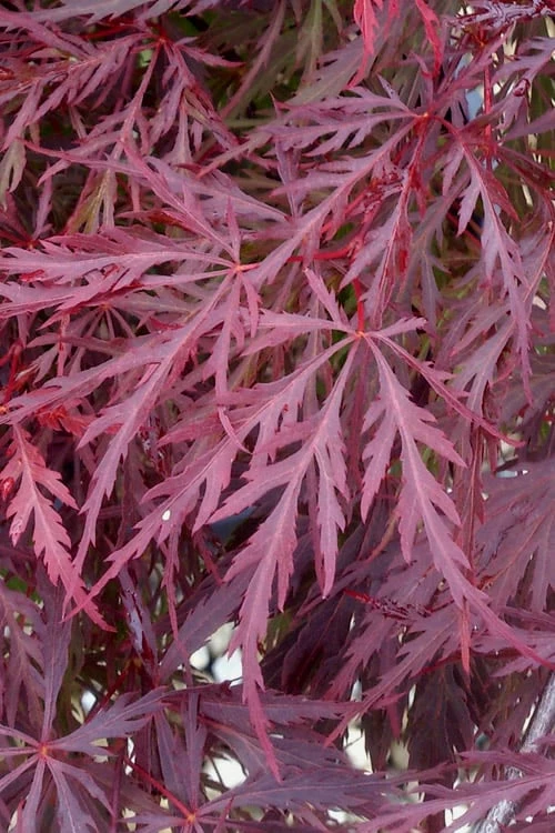 Red Dragon Dwarf Japanese Maple - 3 Gallon Pot - Image 6