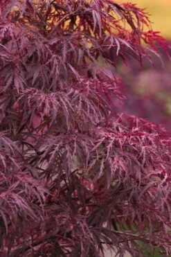 Red Dragon Dwarf Japanese Maple - 3 Gallon Pot