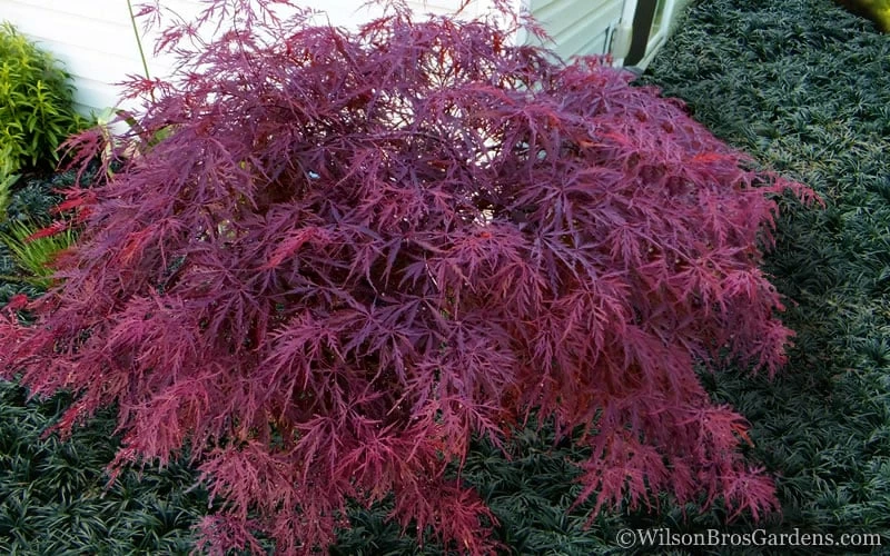 Red Dragon Dwarf Japanese Maple - 3 Gallon Pot - Image 4