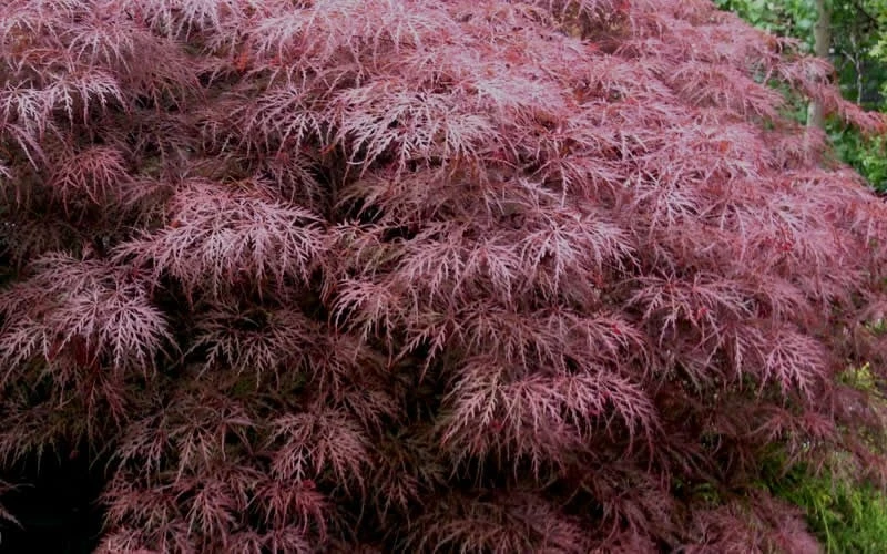 Red Dragon Dwarf Japanese Maple - 3 Gallon Pot - Image 7