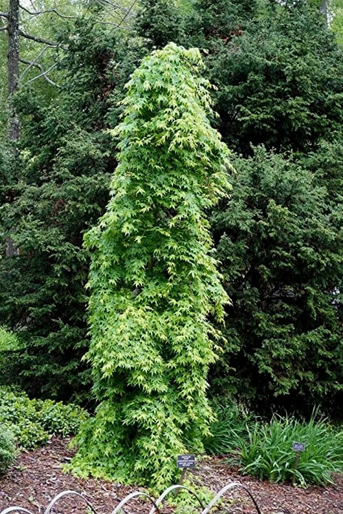 Ryusen Weeping Japanese Maple - 5 Gallon Pot - Image 7