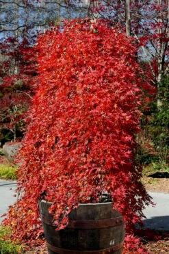 Ryusen Weeping Japanese Maple - 5 Gallon Pot