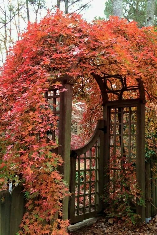 Ryusen Weeping Japanese Maple - 5 Gallon Pot - Image 4