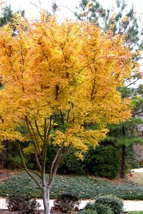 Sango Kaku Coral Bark Japanese Maple - 3 Gallon Pot (7-8') - Image 5