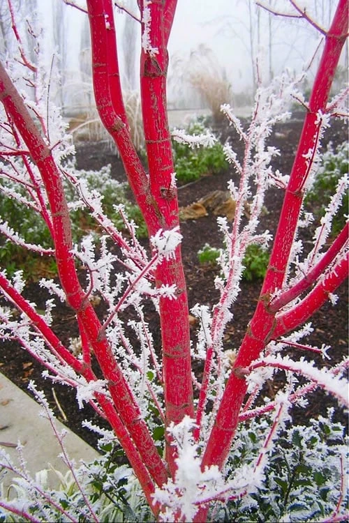 Sango Kaku Coral Bark Japanese Maple - 3 Gallon Pot (7-8') - Image 6