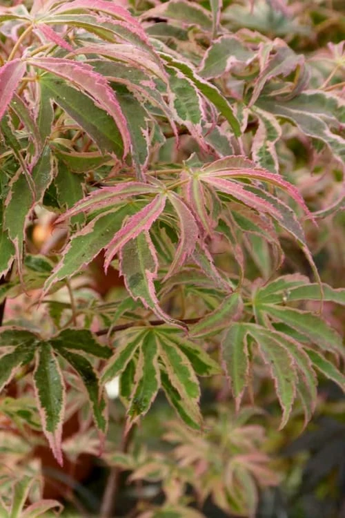 Shirazz Japanese Maple - 2 Gallon Pot - Image 6