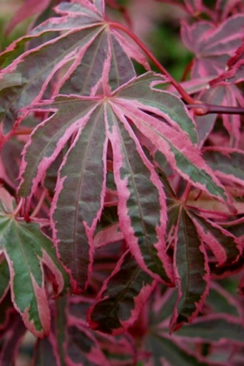 Shirazz Japanese Maple - 2 Gallon Pot - Image 5