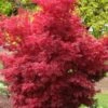 Skeeter's Broom Japanese Maple - 5 Gallon Pot