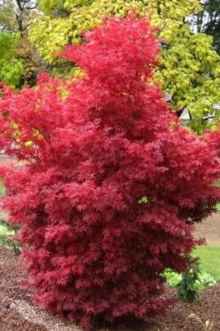 Skeeter's Broom Japanese Maple - 5 Gallon Pot