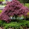 Tamukeyama Dwarf Red Japanese Maple - 3 Gallon Pot