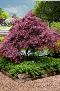 Tamukeyama Dwarf Red Japanese Maple - 3 Gallon Pot