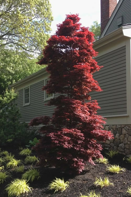 Twombly's Red Sentinel Japanese Maple - 3 Gallon Pot - Image 4