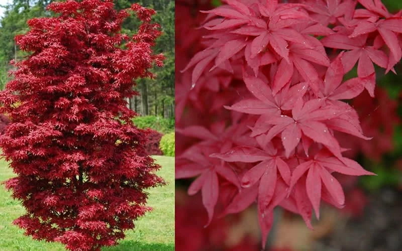 Twombly's Red Sentinel Japanese Maple - 3 Gallon Pot - Image 5