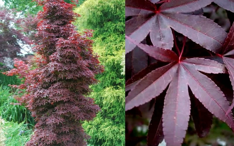 Twombly's Red Sentinel Japanese Maple - 3 Gallon Pot - Image 6