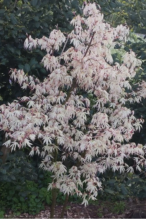 Ukigumo Floating Cloud Ghost Japanese Maple - 5 Gallon Pot - Image 4