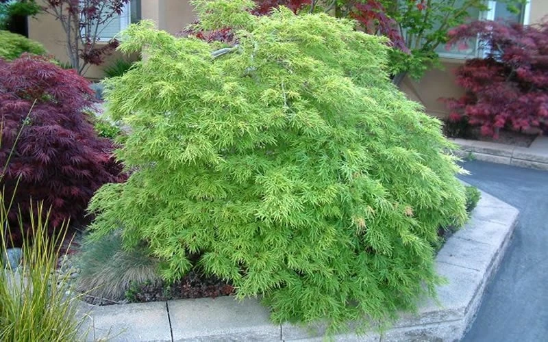 Viridis Dwarf Green Japanese Maple - 2 Gallon Pot - Image 10