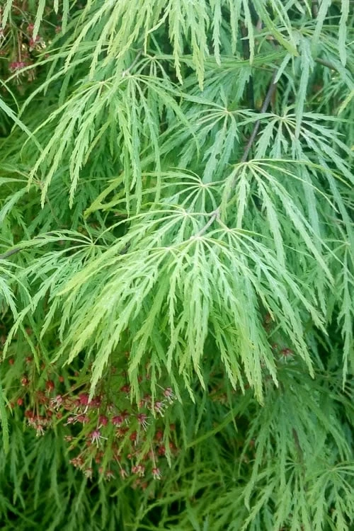 Viridis Dwarf Green Japanese Maple - 2 Gallon Pot - Image 8