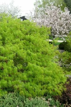 Viridis Dwarf Green Japanese Maple - 5 Gallon Pot