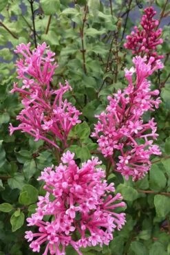 Bloomerang Dwarf Pink Lilac - 5 Pack Of Quart Pots