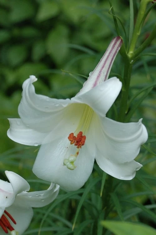 Philippine Lily - 1 Quart Pot - Image 7