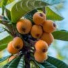 Loquat Tree - Eriobotrya Japonica - 3 Gallon Pot