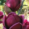 Genie Magnolia Tulip Tree - 7 Gallon Pot (6-7')