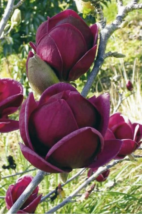 Genie Magnolia Tulip Tree - 7 Gallon Pot (6-7') - Image 9