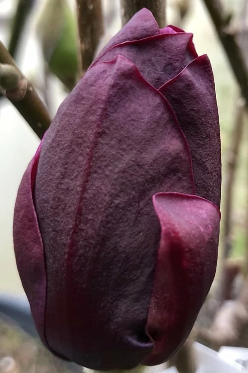 Genie Magnolia Tulip Tree - 7 Gallon Pot (6-7') - Image 7