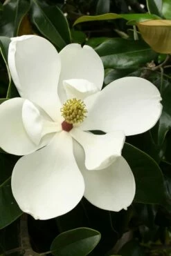 Little Gem Dwarf Southern Magnolia - 7 Gallon Pot (5-6')